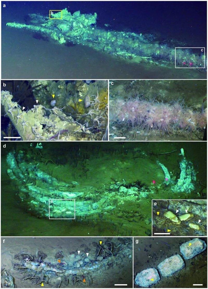 中国研究团队发现全球最大「鲸鱼坟场」 有530万年历史