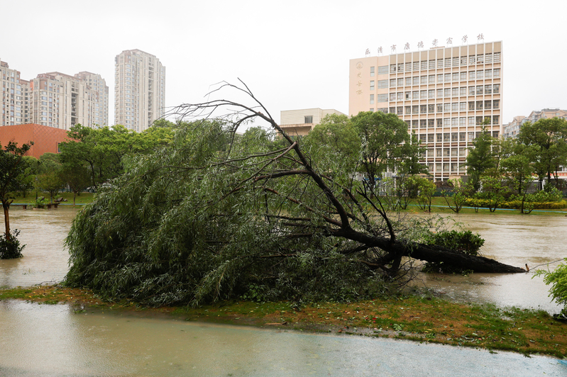 巴威台风登陆 浙江乐清700多棵路树遭连根拔起