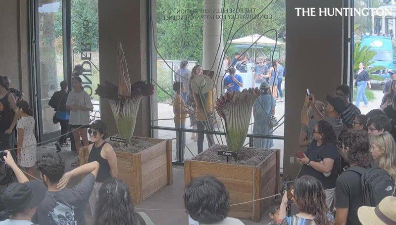 南加两株「尸花」罕见同时开花 民众挤爆朝圣