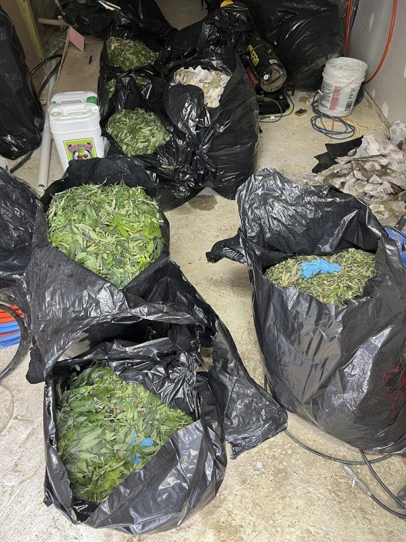 布碌仑华男缅因州种大麻遭逮 刑满获释一年监督释放