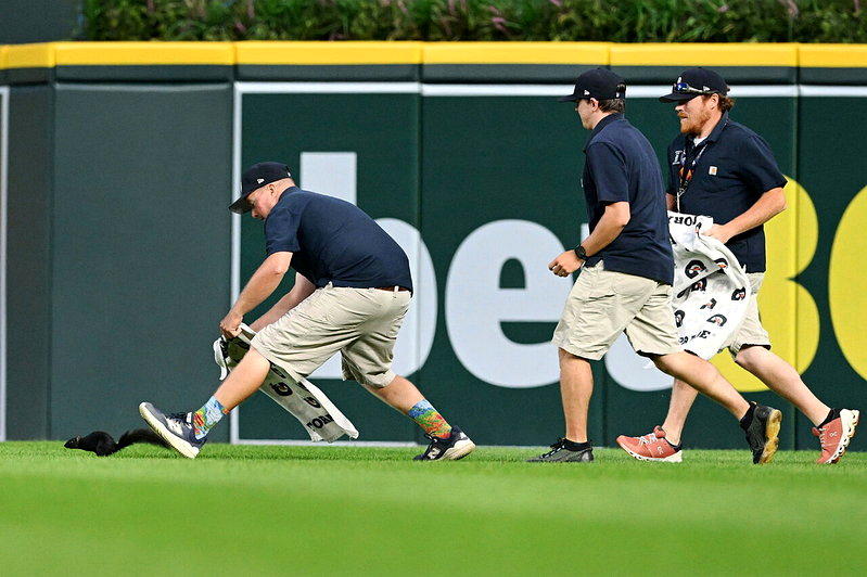MLB可爱插曲 松鼠、鸽子跑进场内观战 转播台直播驱离进度