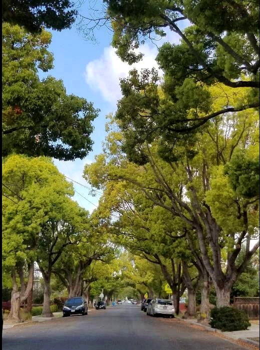 这城市因AI重夺全美最贵邮递区 房价中位数近千万