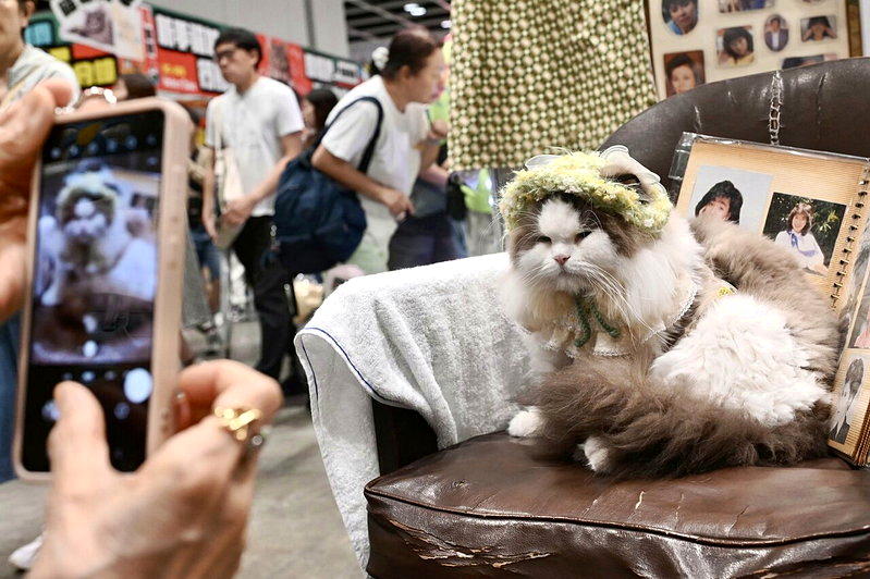 香港猫迷博览会 猫奴暴雨无阻豪花9千港元买宠物零食