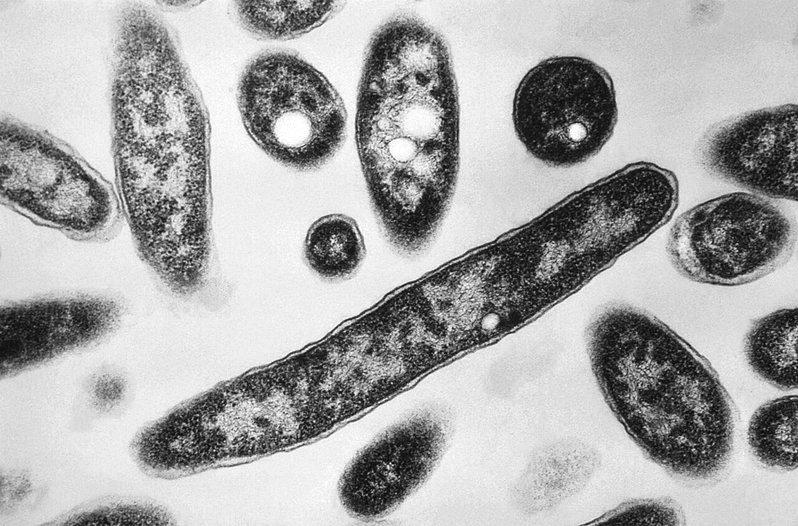 曼哈顿上东区退伍军人症感染风险解除 累计92人确诊7死
