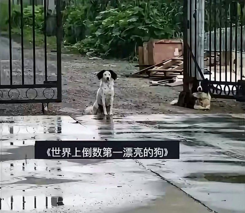 北京女称「狗太丑卖不出去」 网友好奇多丑？一看明白了