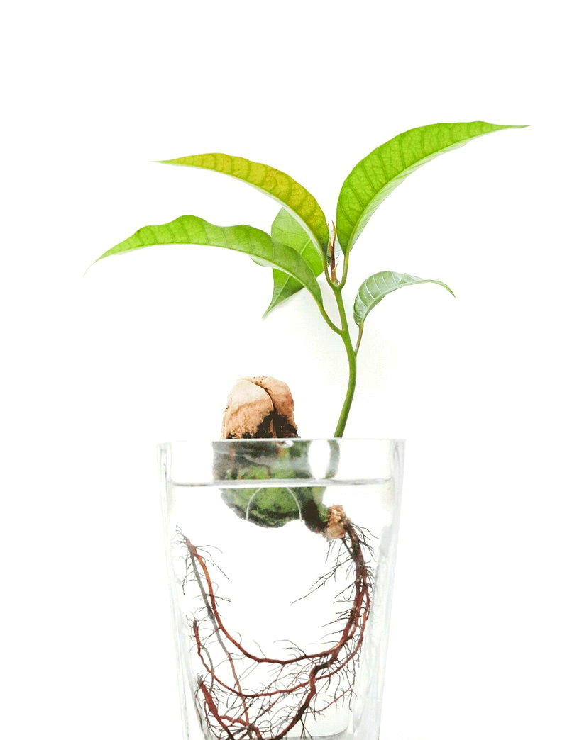 芒果核、玉米芯别急着丢...多种厨余能再长成蔬菜 或自制天然肥料