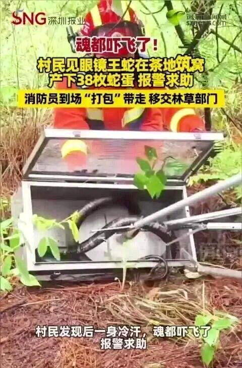 云南茶园惊见眼镜王蛇 消防员捉捕傻眼：「一家38口」