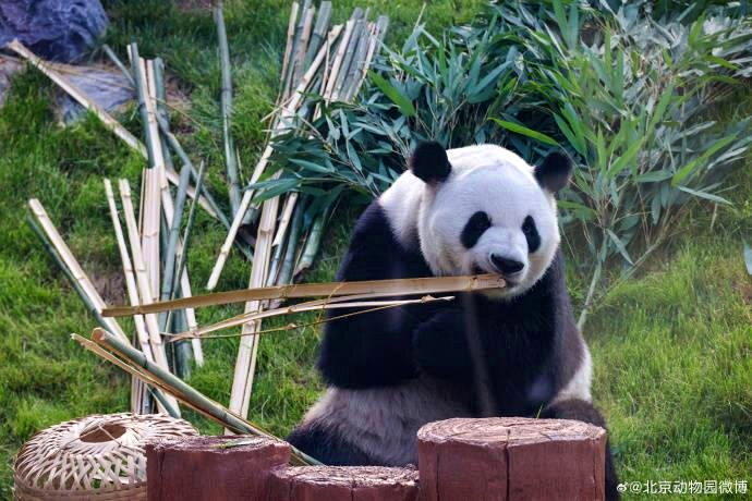 大熊猫「萌兰」出现倒走行为 北京动物园的解释被骂翻