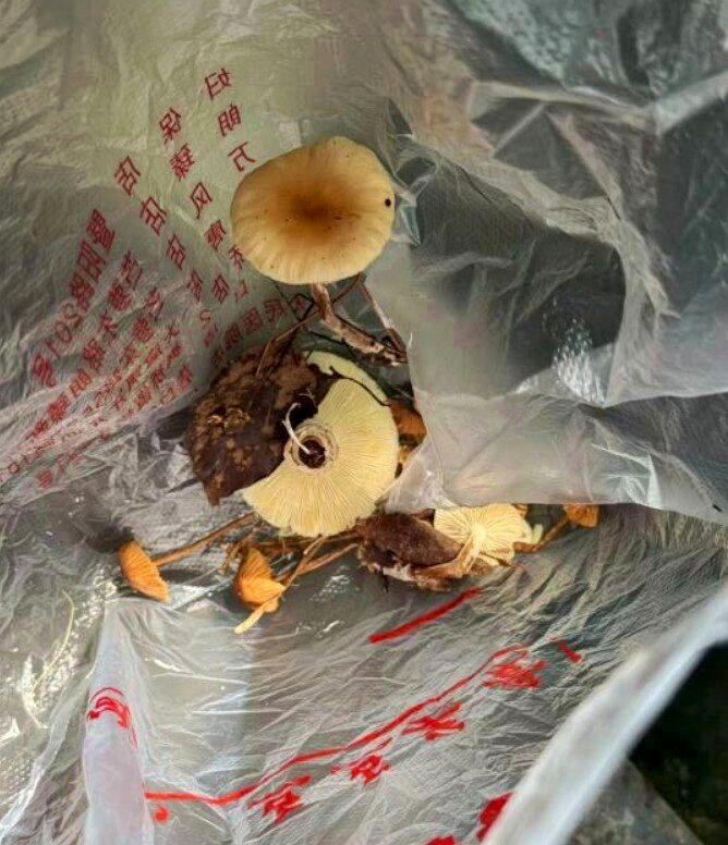 「AI认证无毒」 浙江男吃野菇爆肾衰竭送ICU抢救
