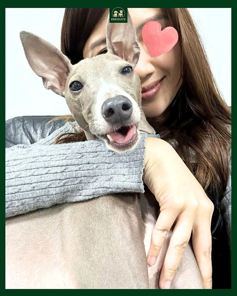 宠物酒店女老板爱狗如命惨被咬死 香港肇祸犬品种曝光