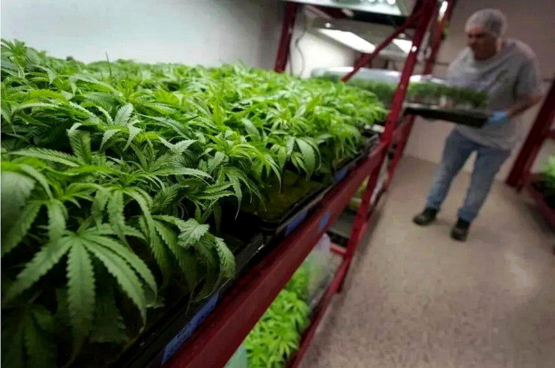 6中国人在赌城非法种大麻 涉10项罪名恐关到老死