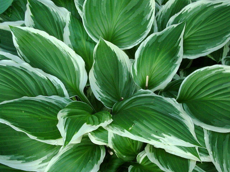 花园里这12种植物 专家：秋天别忘了修剪